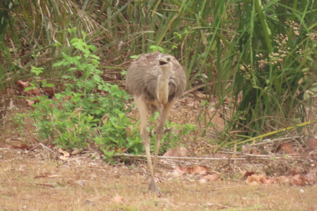 Greater Rhea - ML642664986