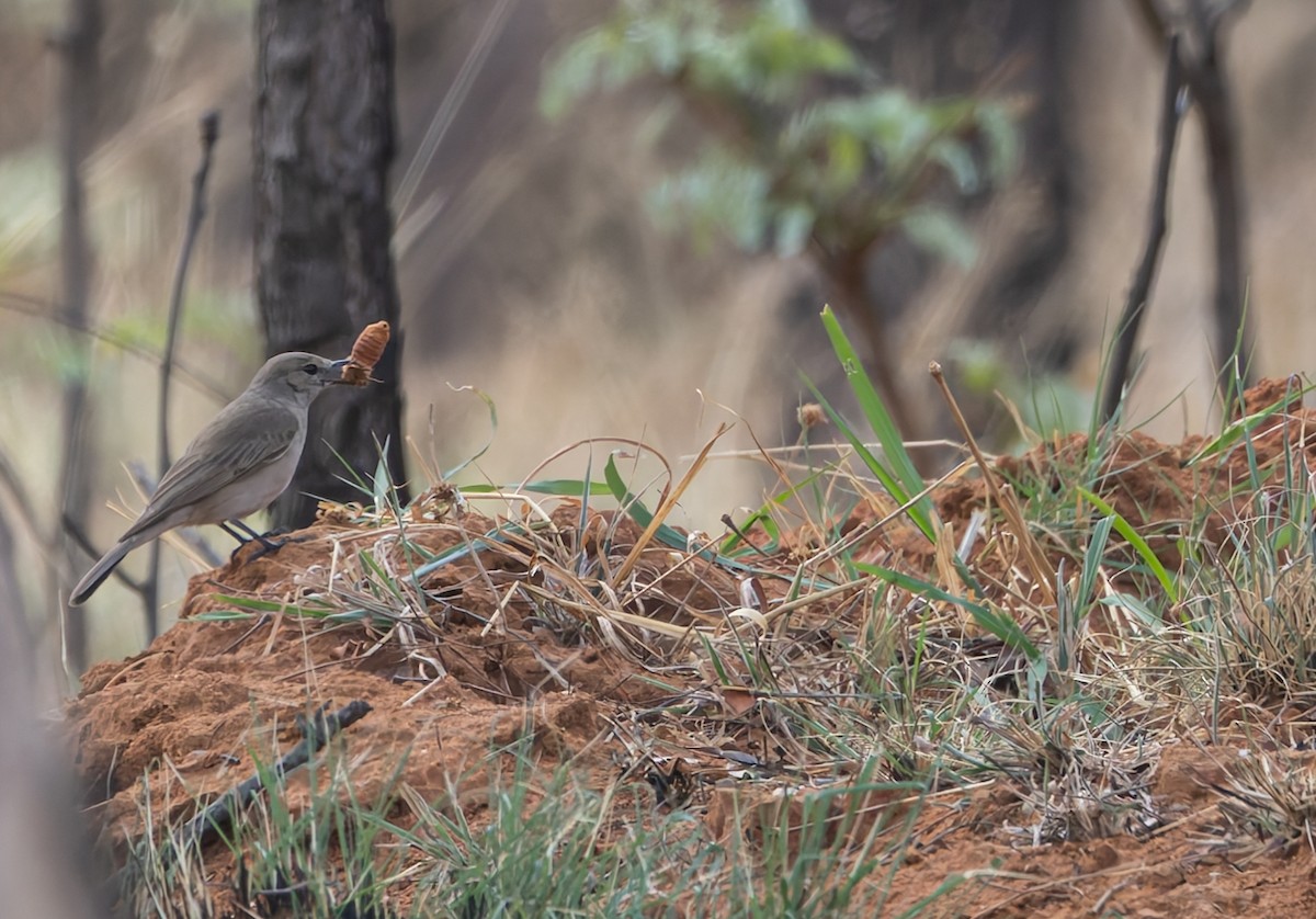 Pale Flycatcher - ML642664995