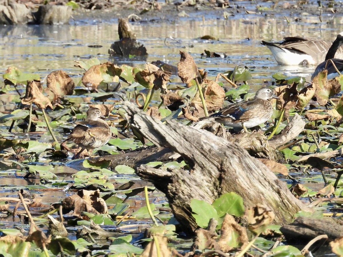 Wood Duck - ML642664996