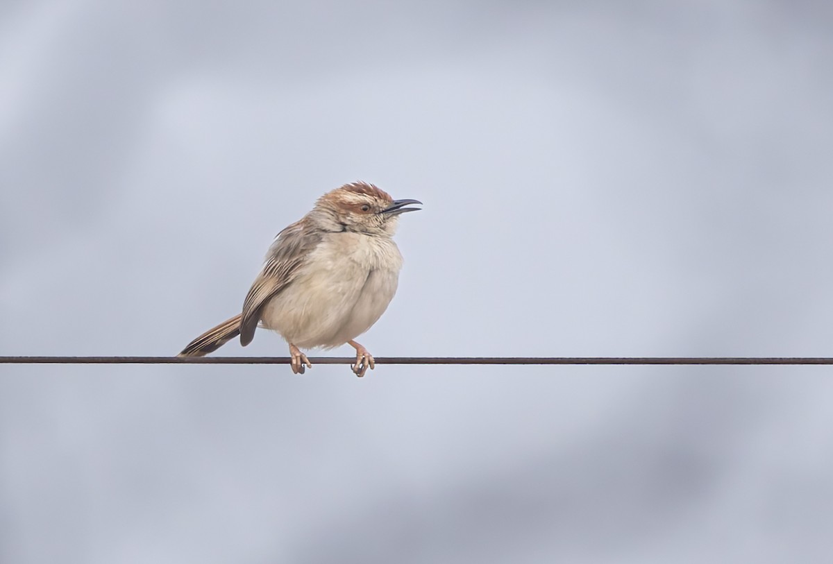 Tinkling Cisticola - ML642665001