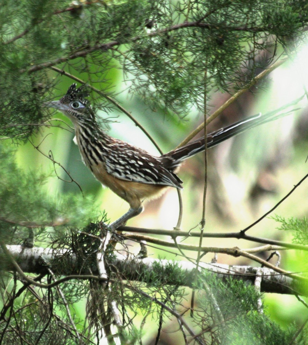 Lesser Roadrunner - ML642665004