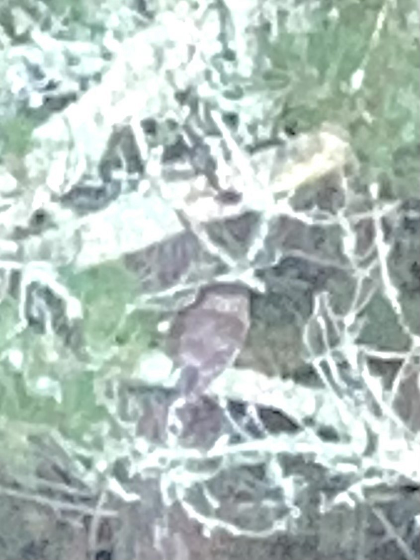 Morepork - ML642665017