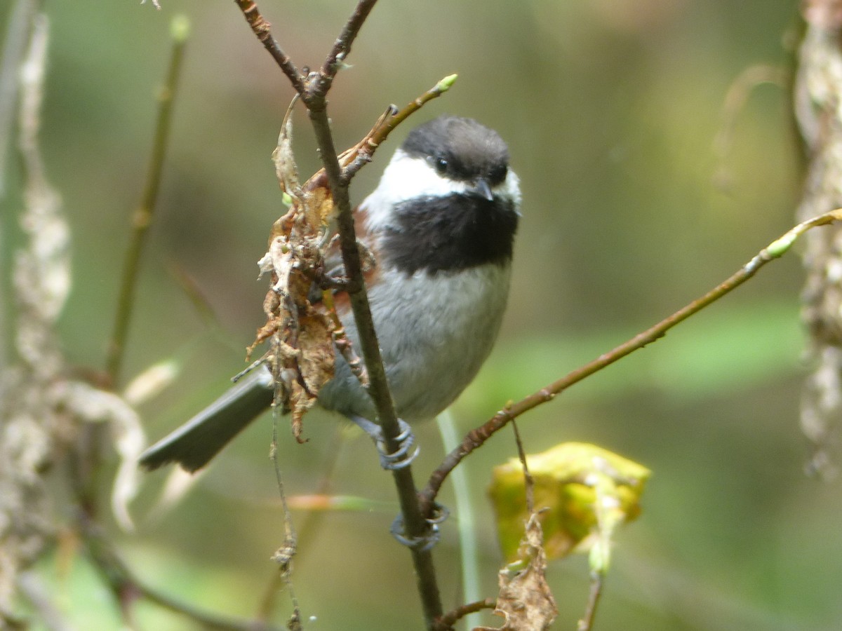 sýkora hnědohřbetá - ML642665039