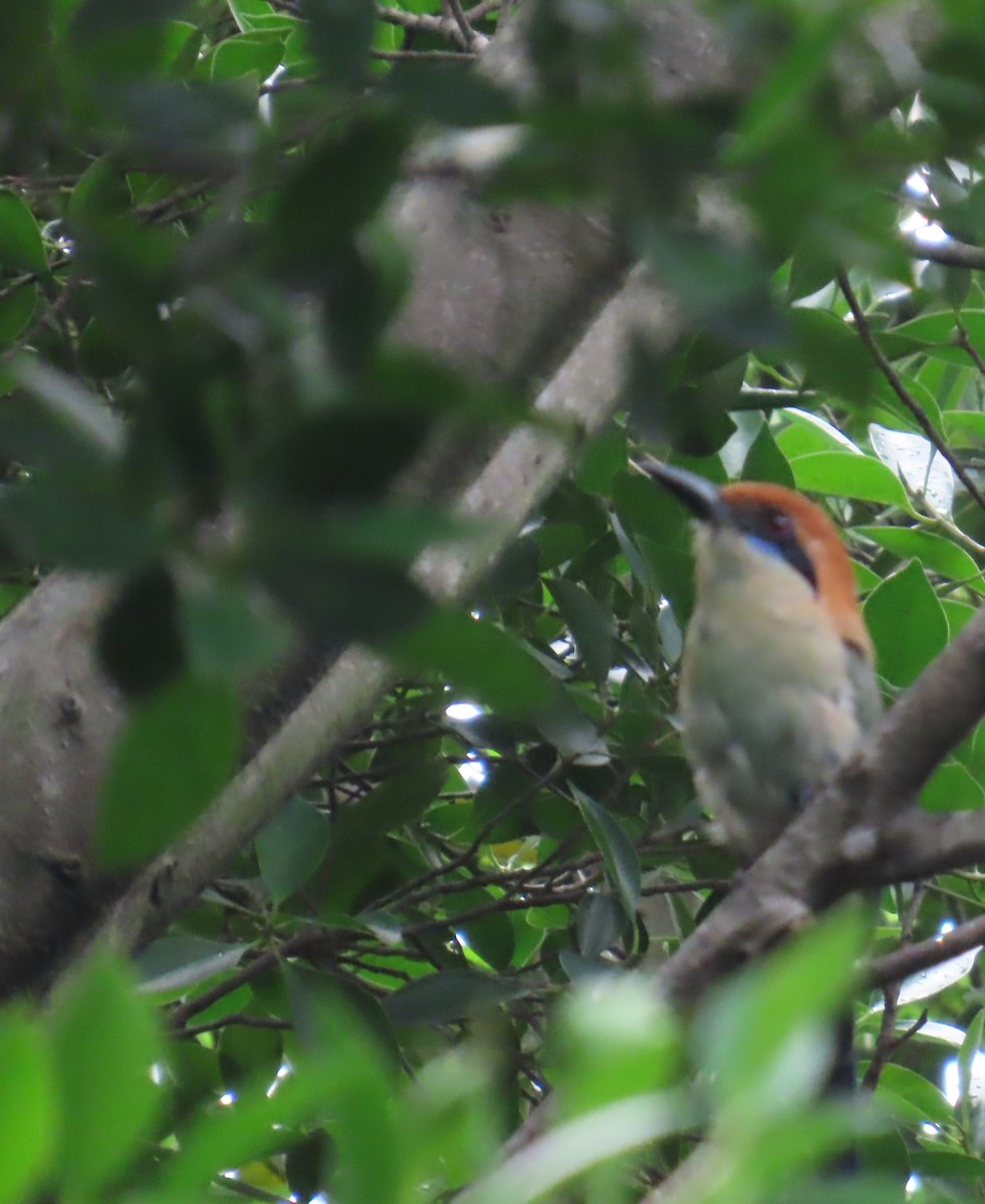 Motmot à tête rousse - ML642665057