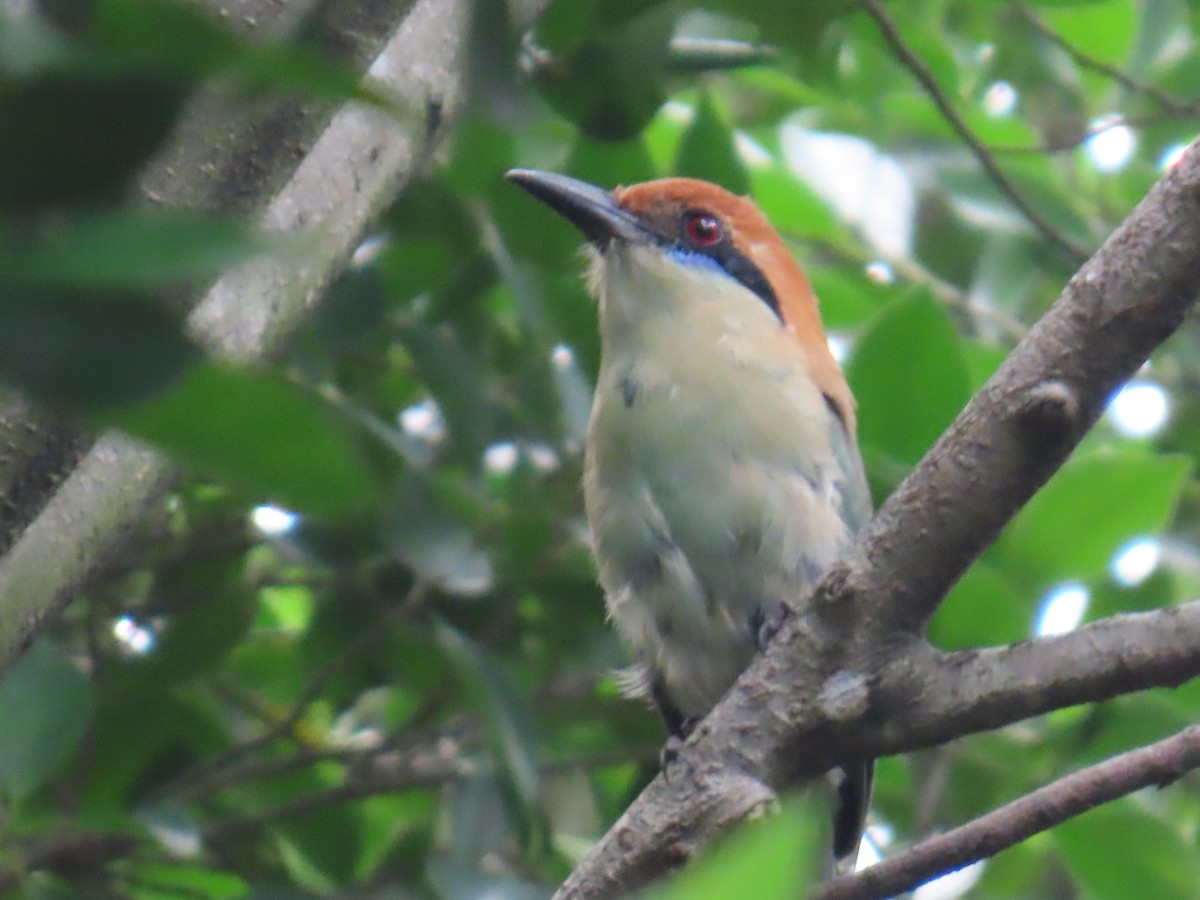 Motmot à tête rousse - ML642665058