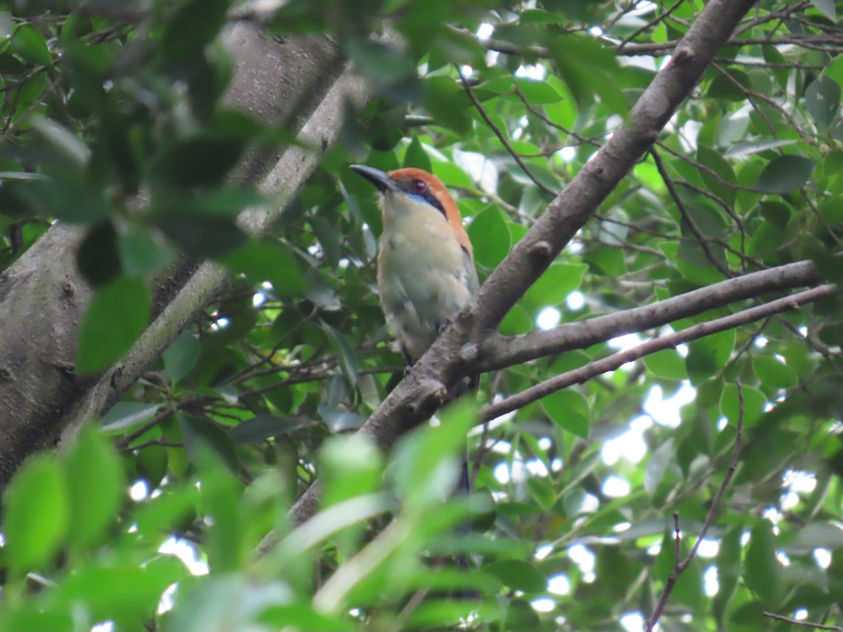 Motmot à tête rousse - ML642665059