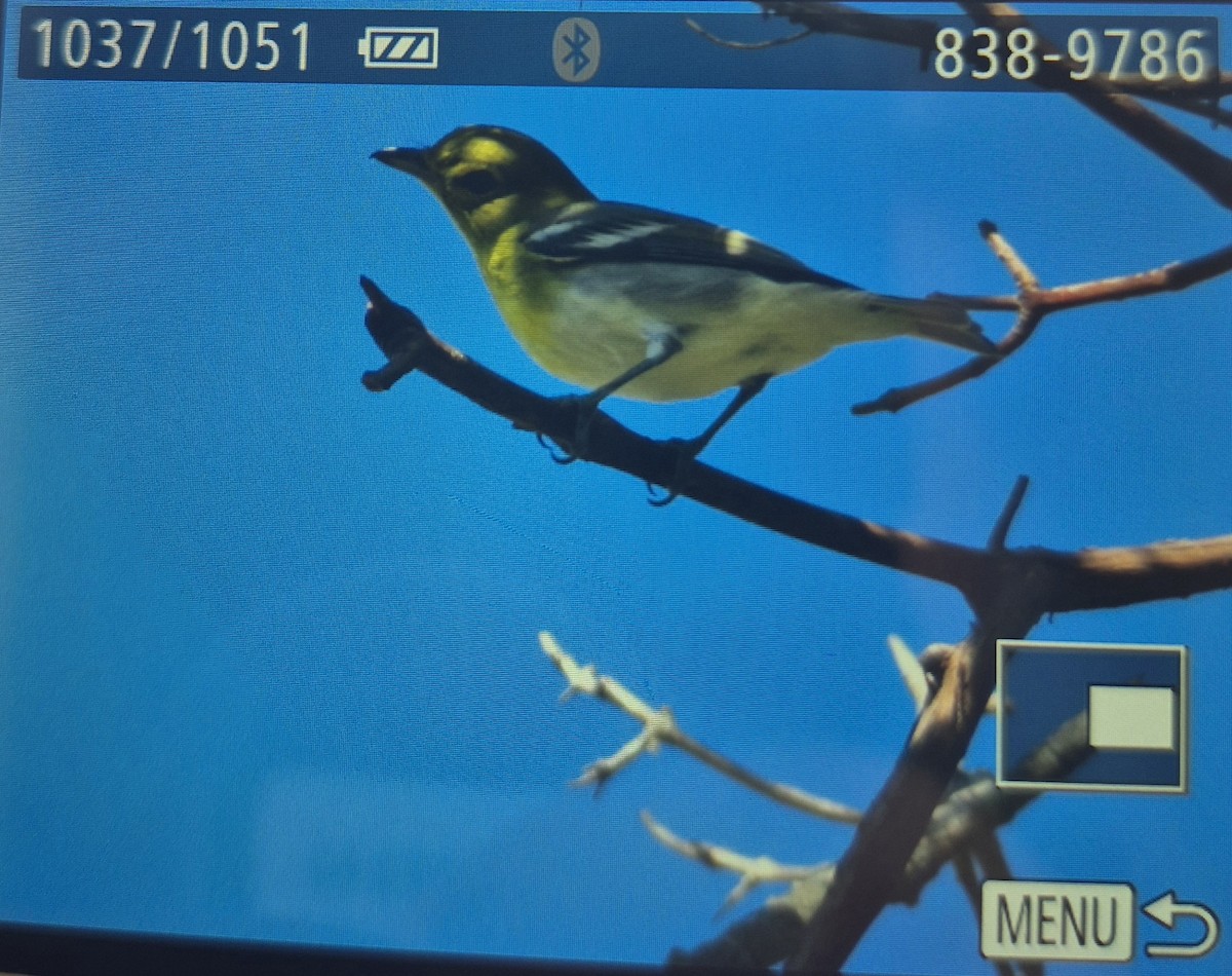 Yellow-throated Vireo - ML642665075