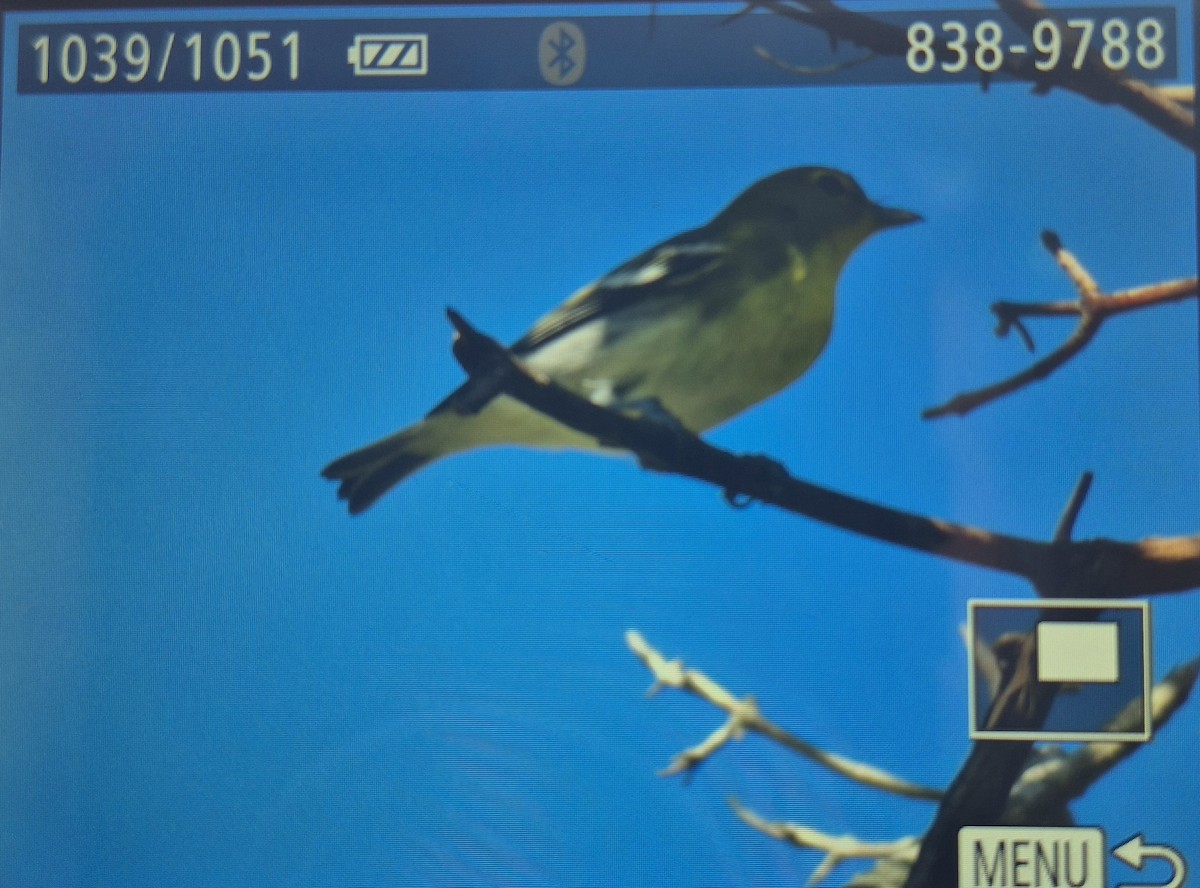 Yellow-throated Vireo - ML642665076