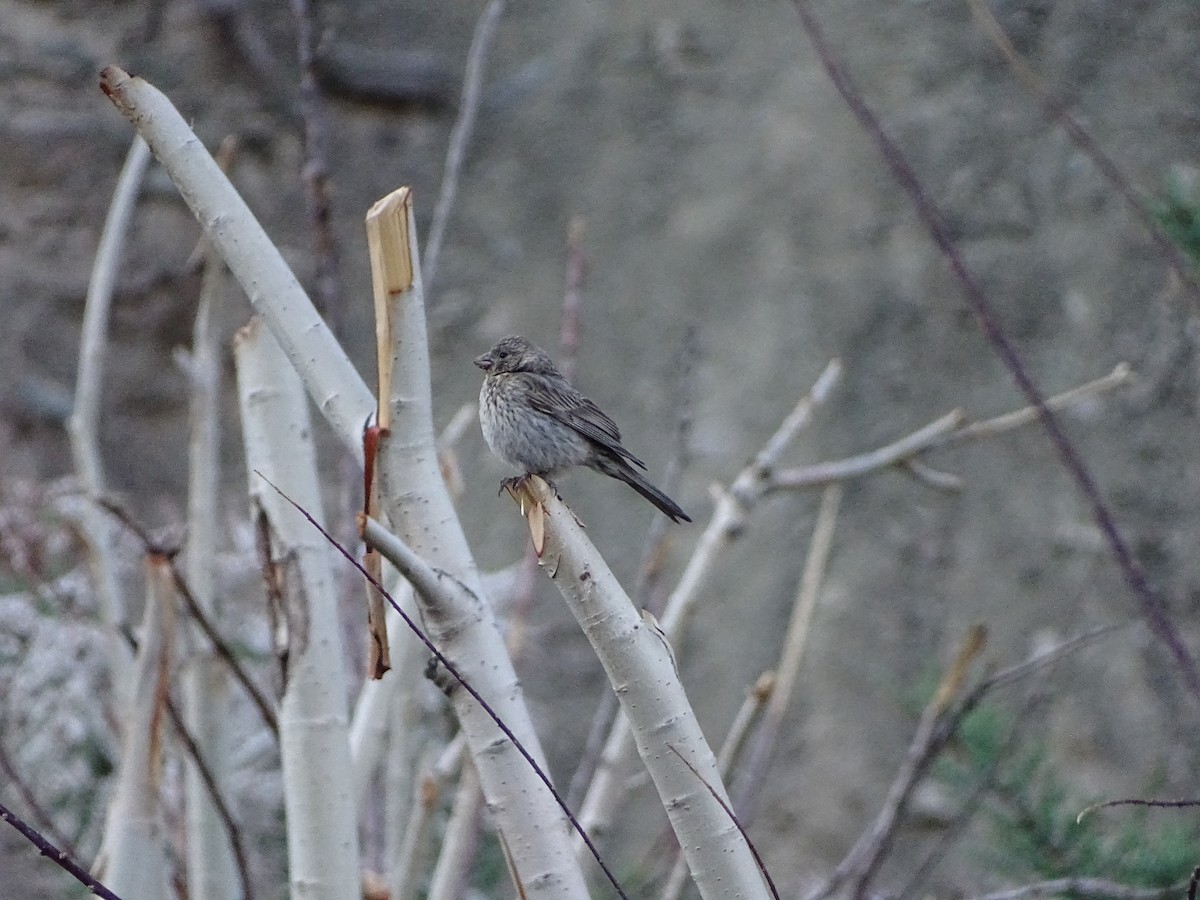 fjellrosenfink - ML642665083