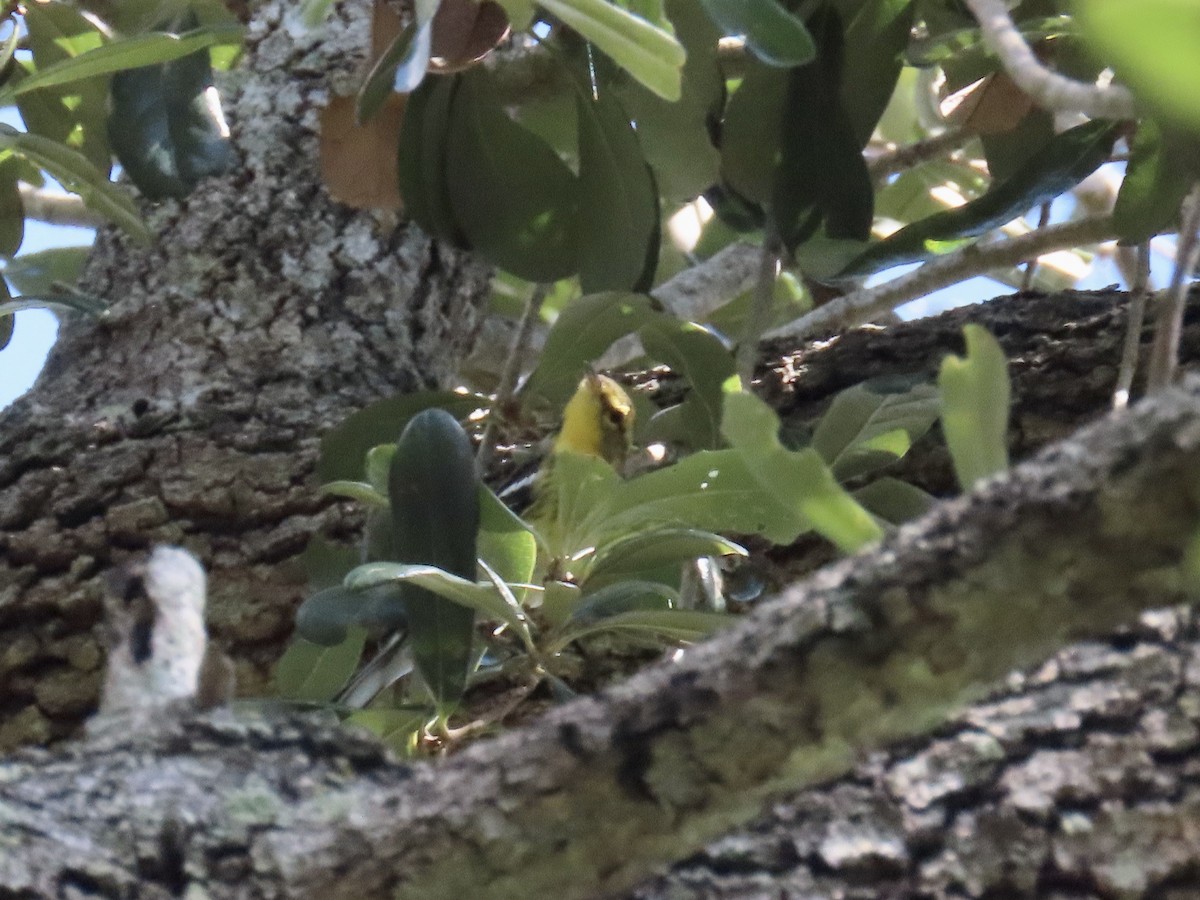 Blackburnian Warbler - ML642665099