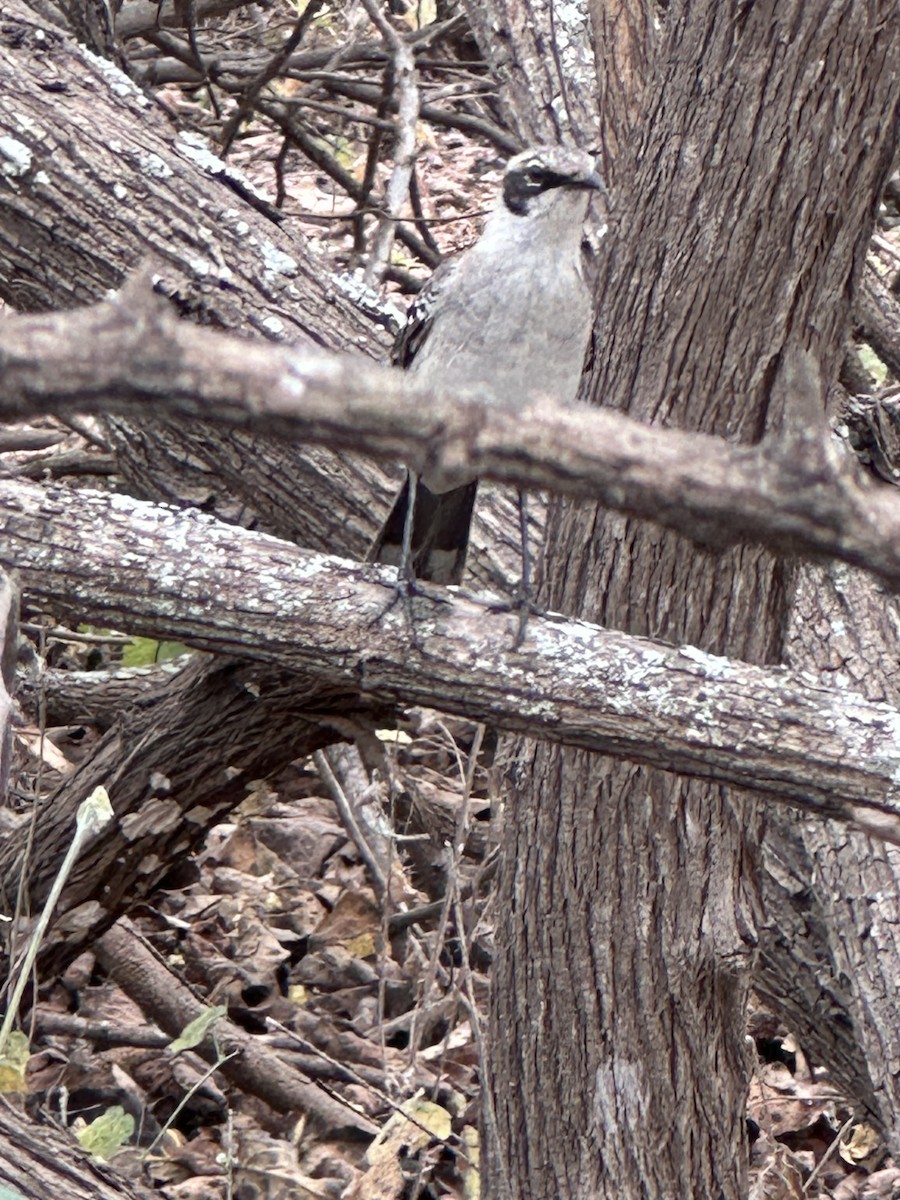 Galapagos Mockingbird - ML642665103