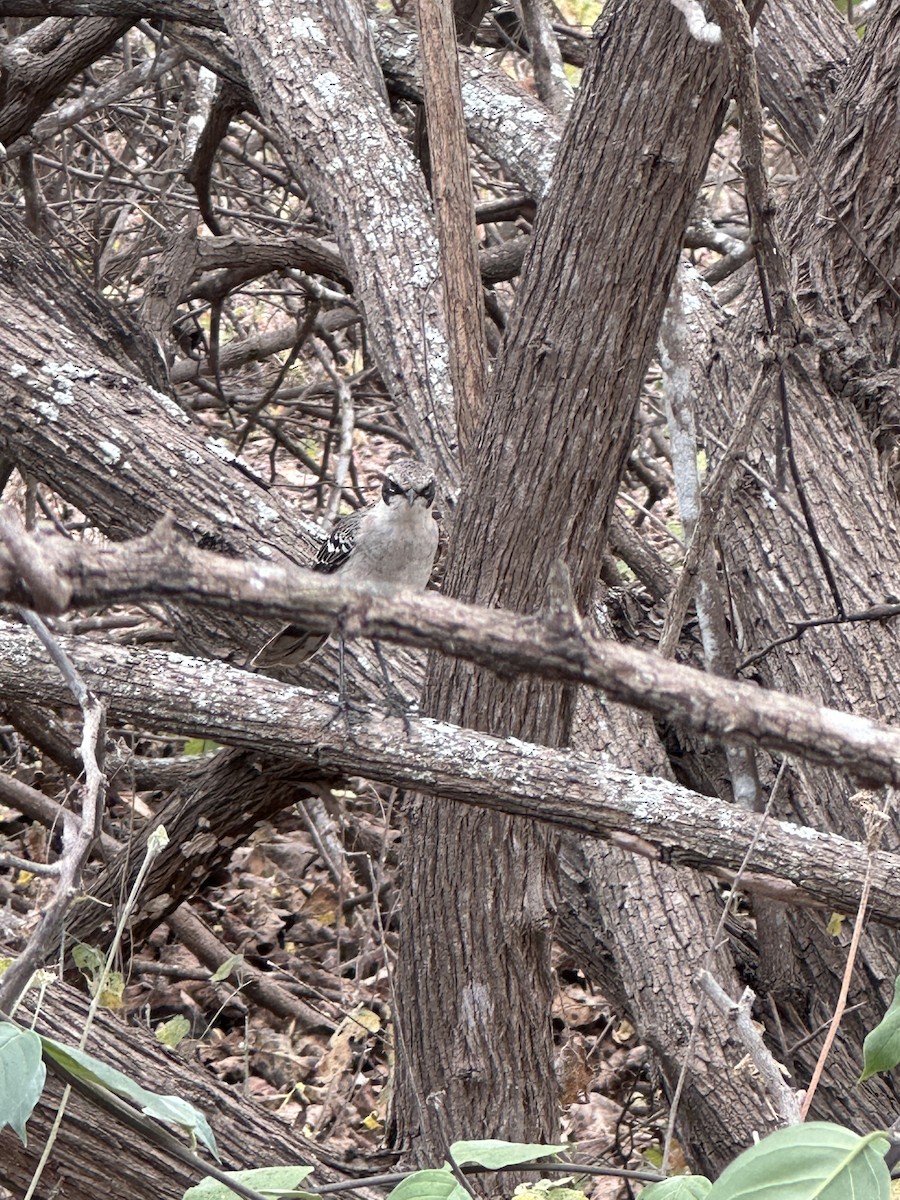 Galapagos Mockingbird - ML642665104