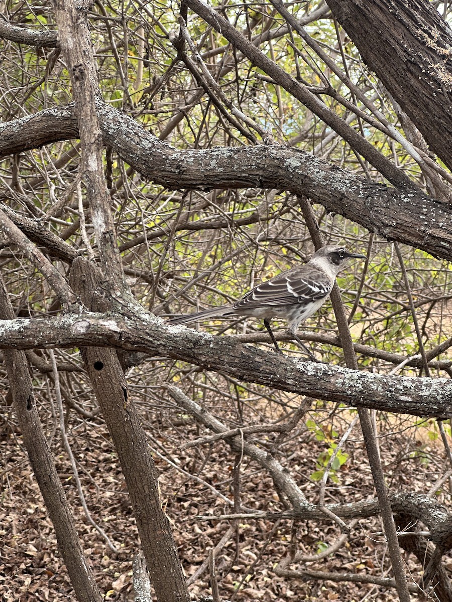 Galapagos Mockingbird - ML642665105