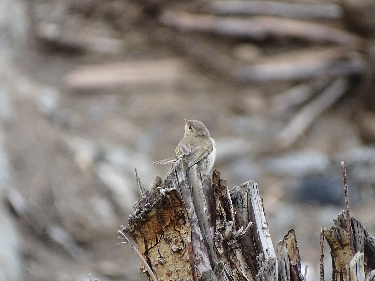 Mountain Chiffchaff - ML642665112