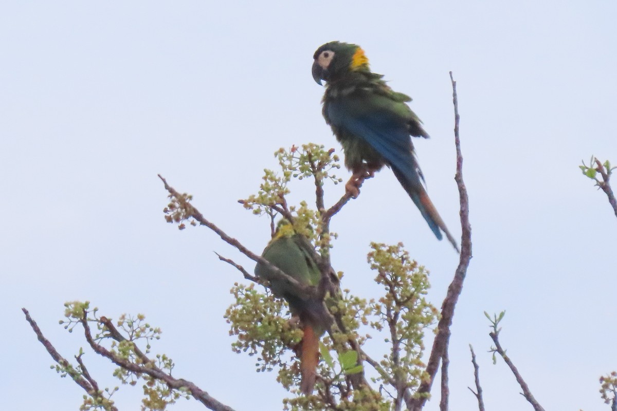 Yellow-collared Macaw - ML642665116
