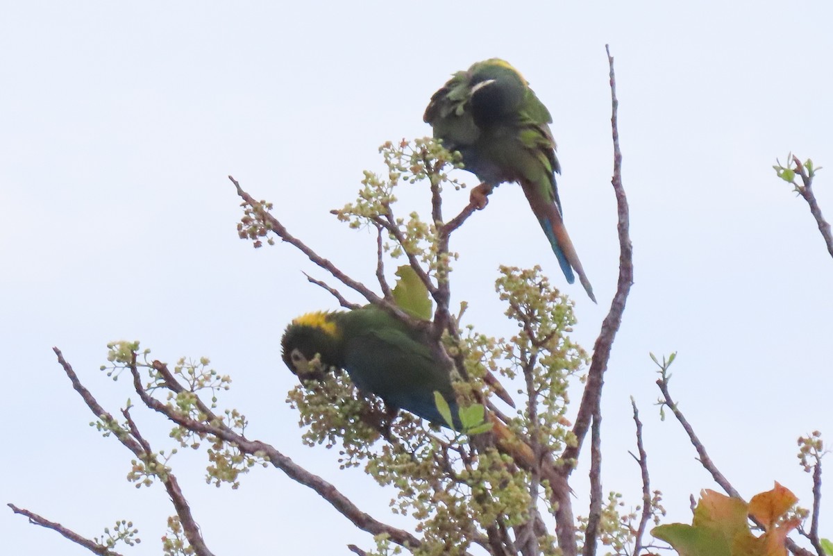 Yellow-collared Macaw - ML642665117