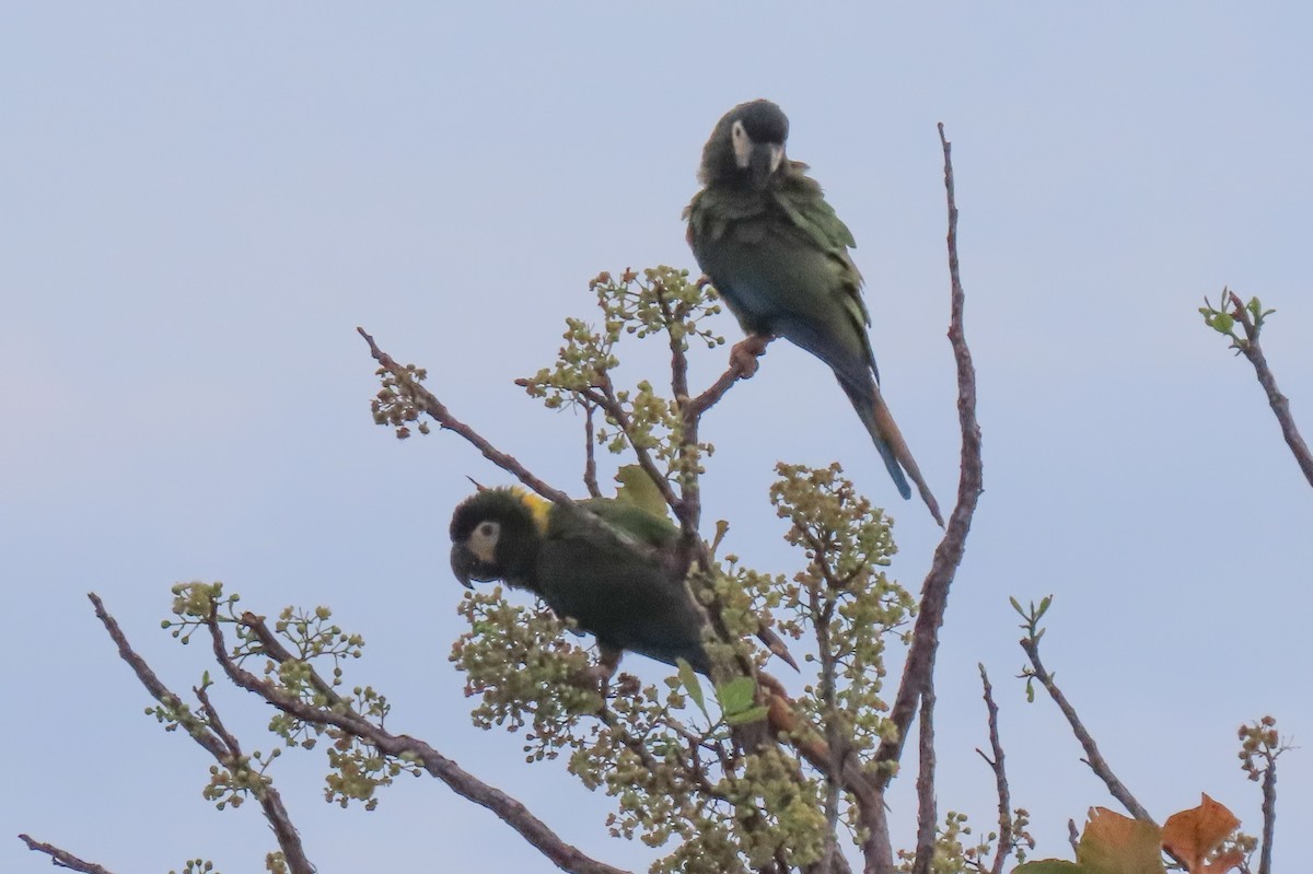 Yellow-collared Macaw - ML642665118