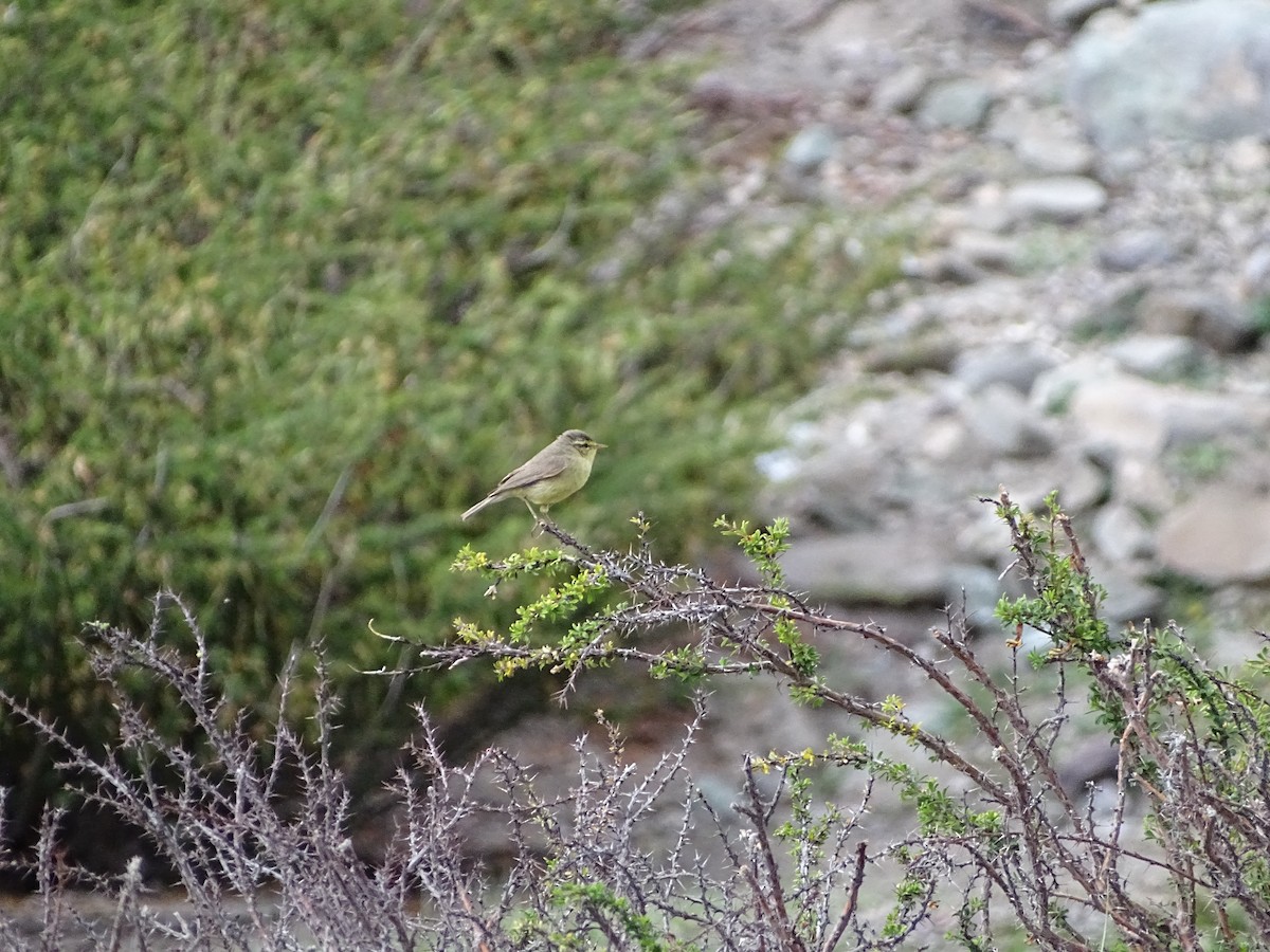 Sulphur-bellied Warbler - ML642665122