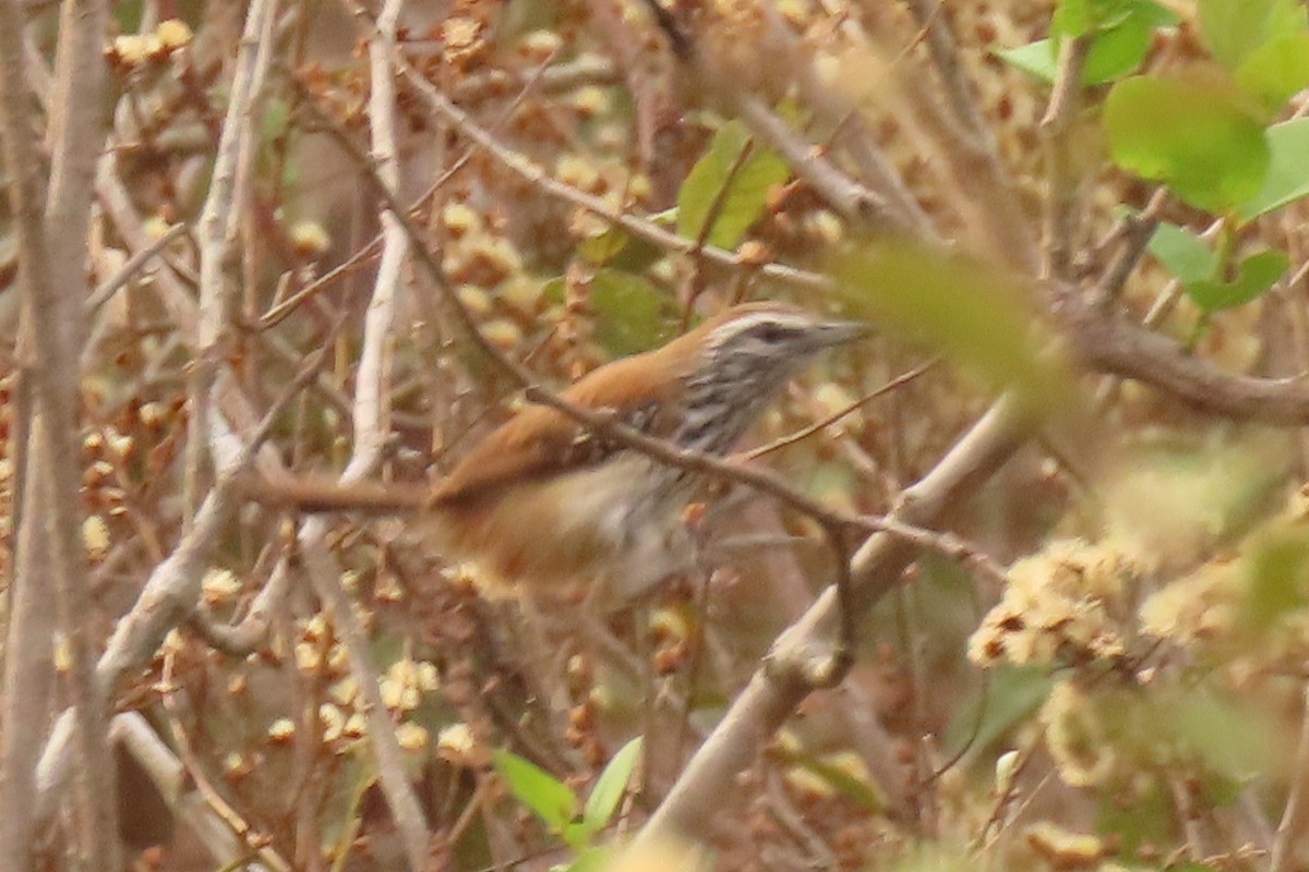 Rusty-backed Antwren - ML642665139