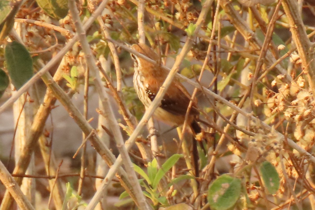 Rusty-backed Antwren - ML642665140