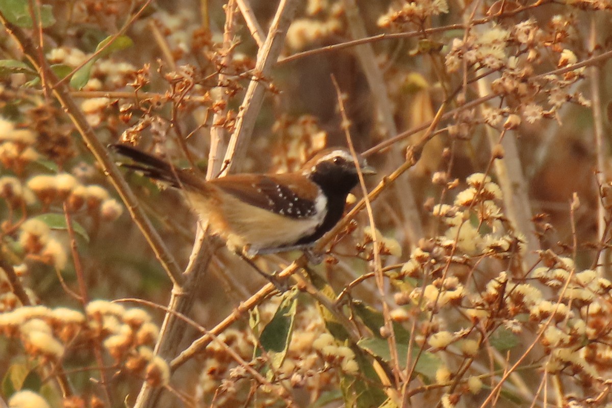 Rusty-backed Antwren - ML642665141