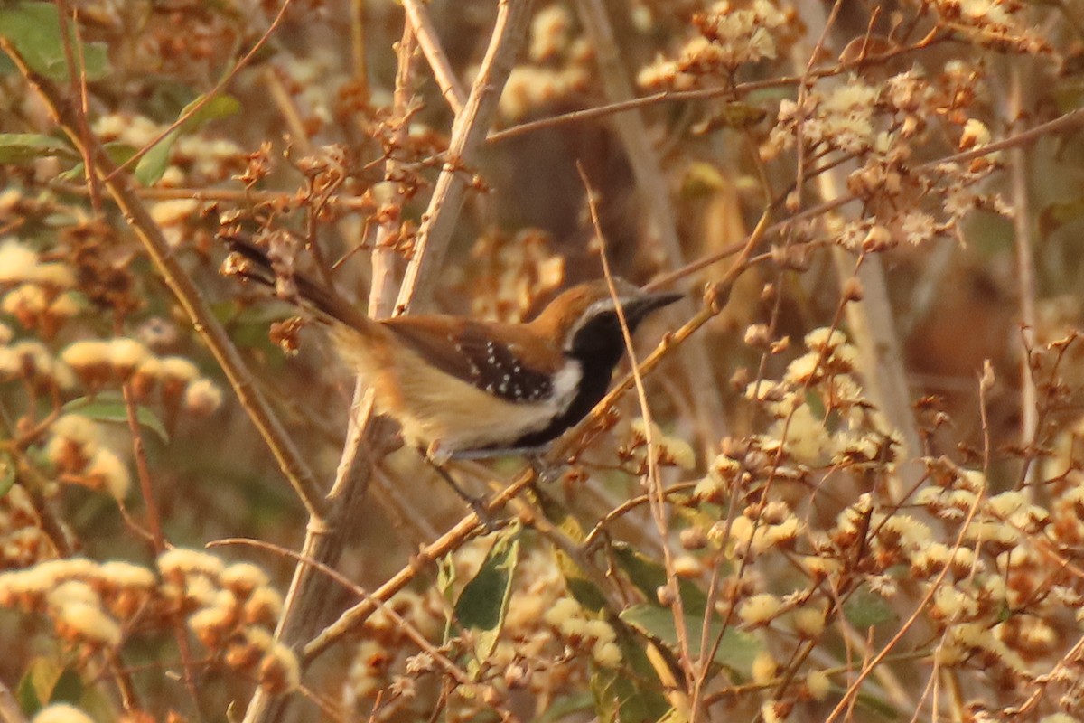 Rusty-backed Antwren - ML642665142