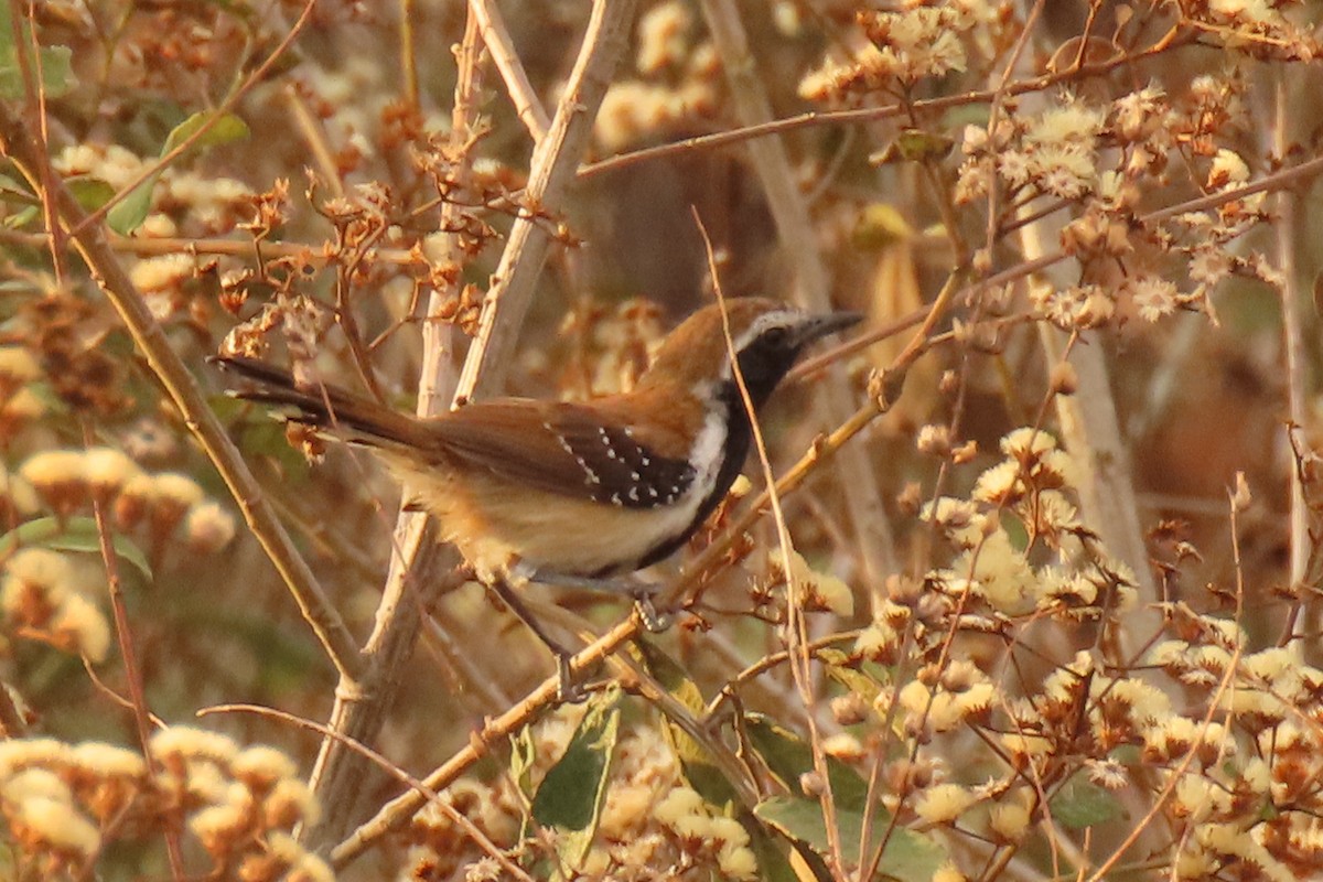 Rusty-backed Antwren - ML642665143