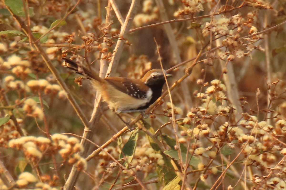 Rusty-backed Antwren - ML642665144