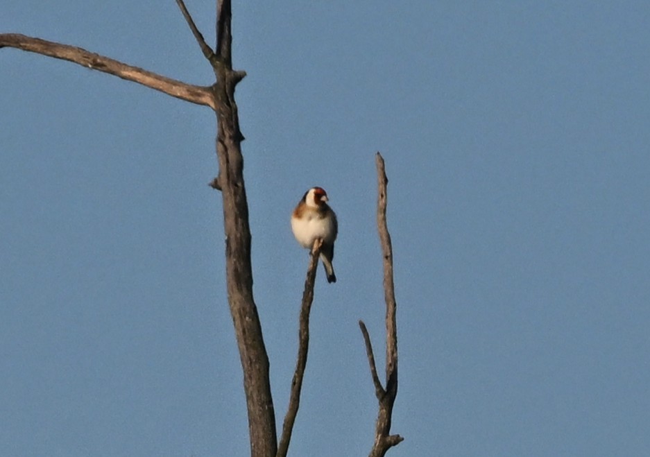 stehlík obecný - ML642665148
