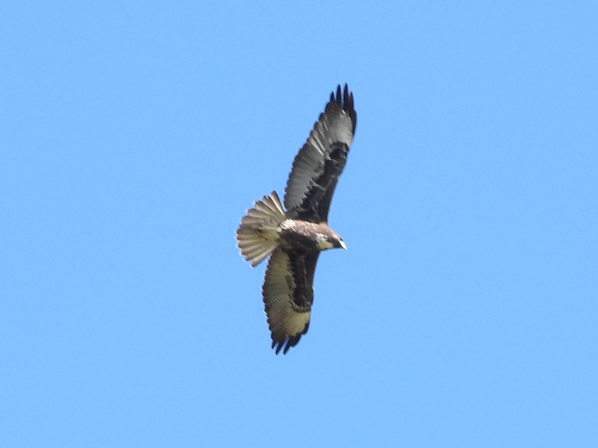 White-tailed Hawk - ML642665156