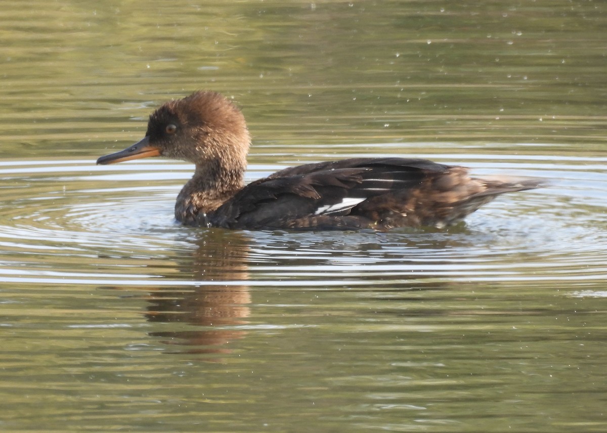 Hooded Merganser - ML642665167