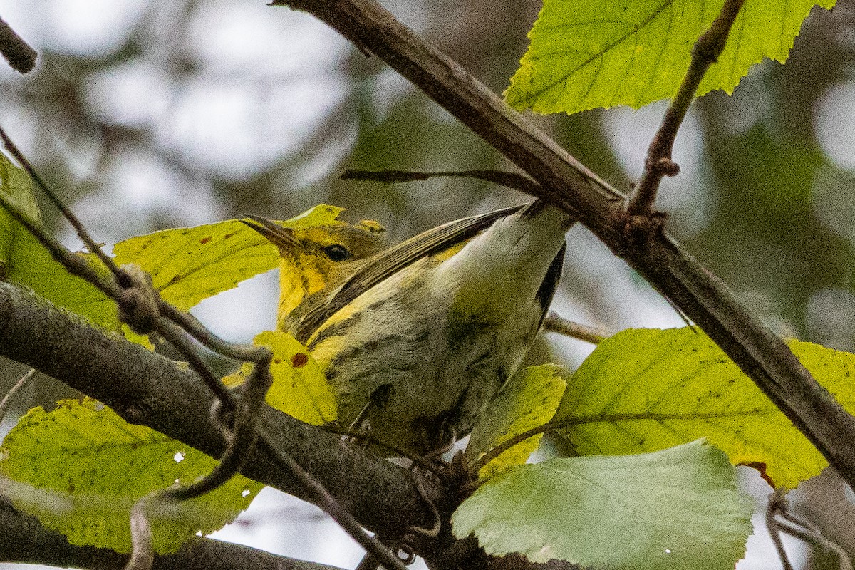 Cape May Warbler - ML642665170