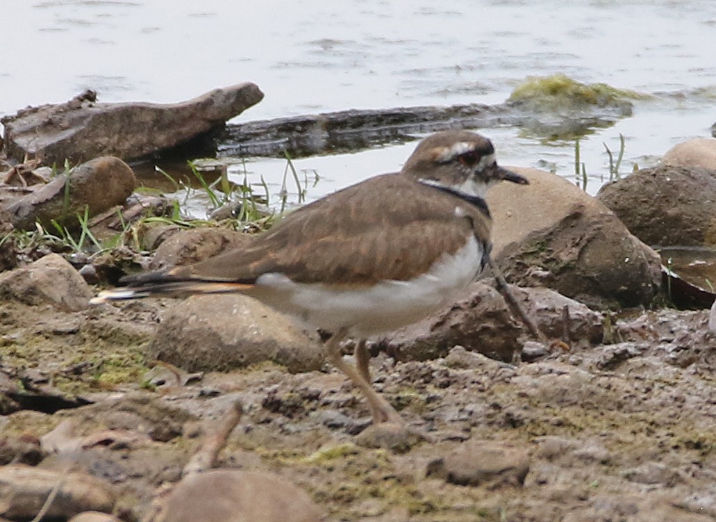 Killdeer - ML642665172