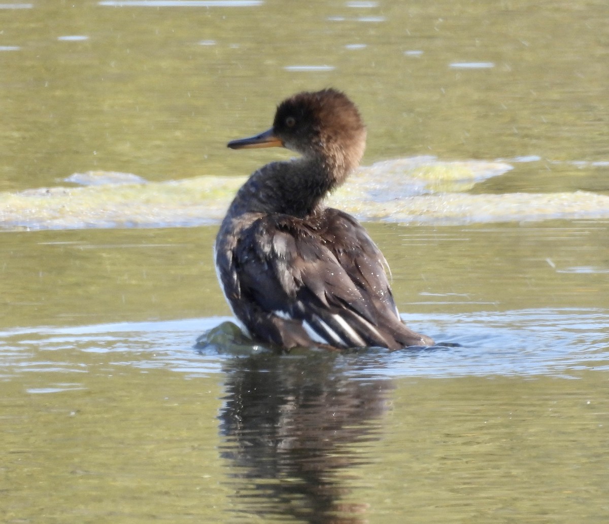Hooded Merganser - ML642665177