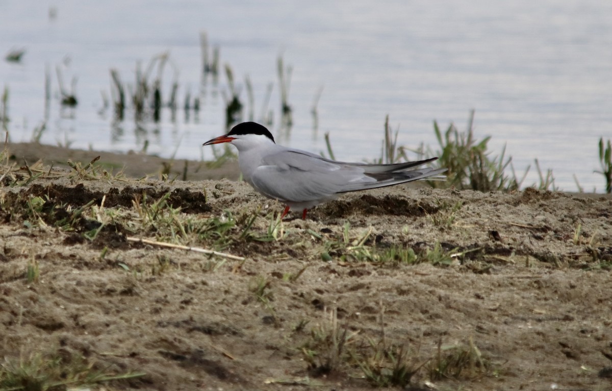 Эгэл хараалай - ML642665195