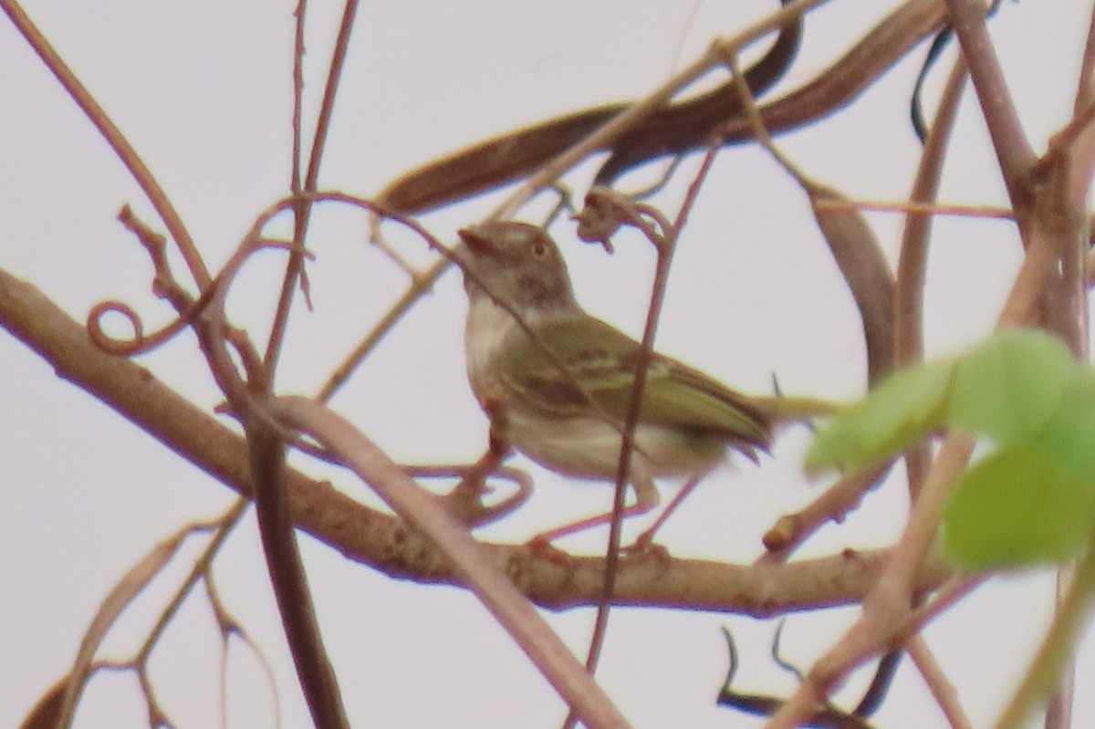 Pearly-vented Tody-Tyrant - ML642665212