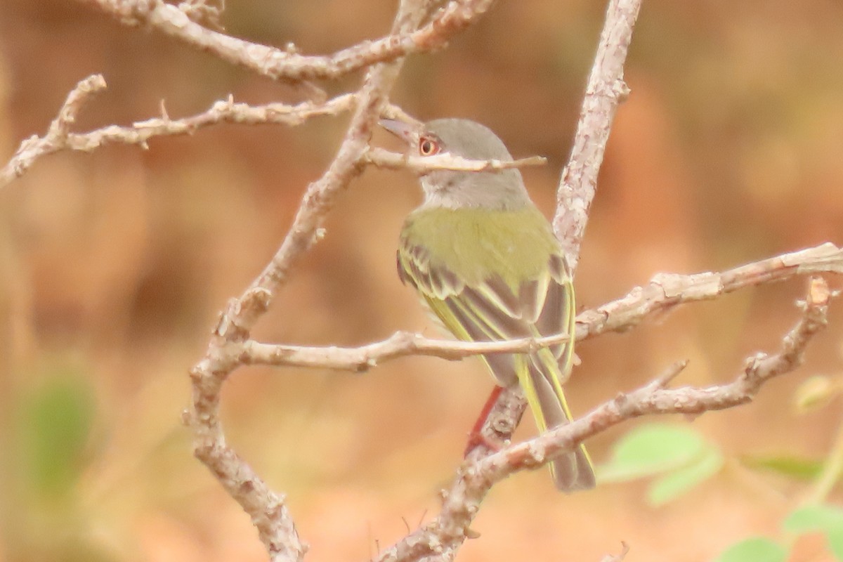 Pearly-vented Tody-Tyrant - ML642665213