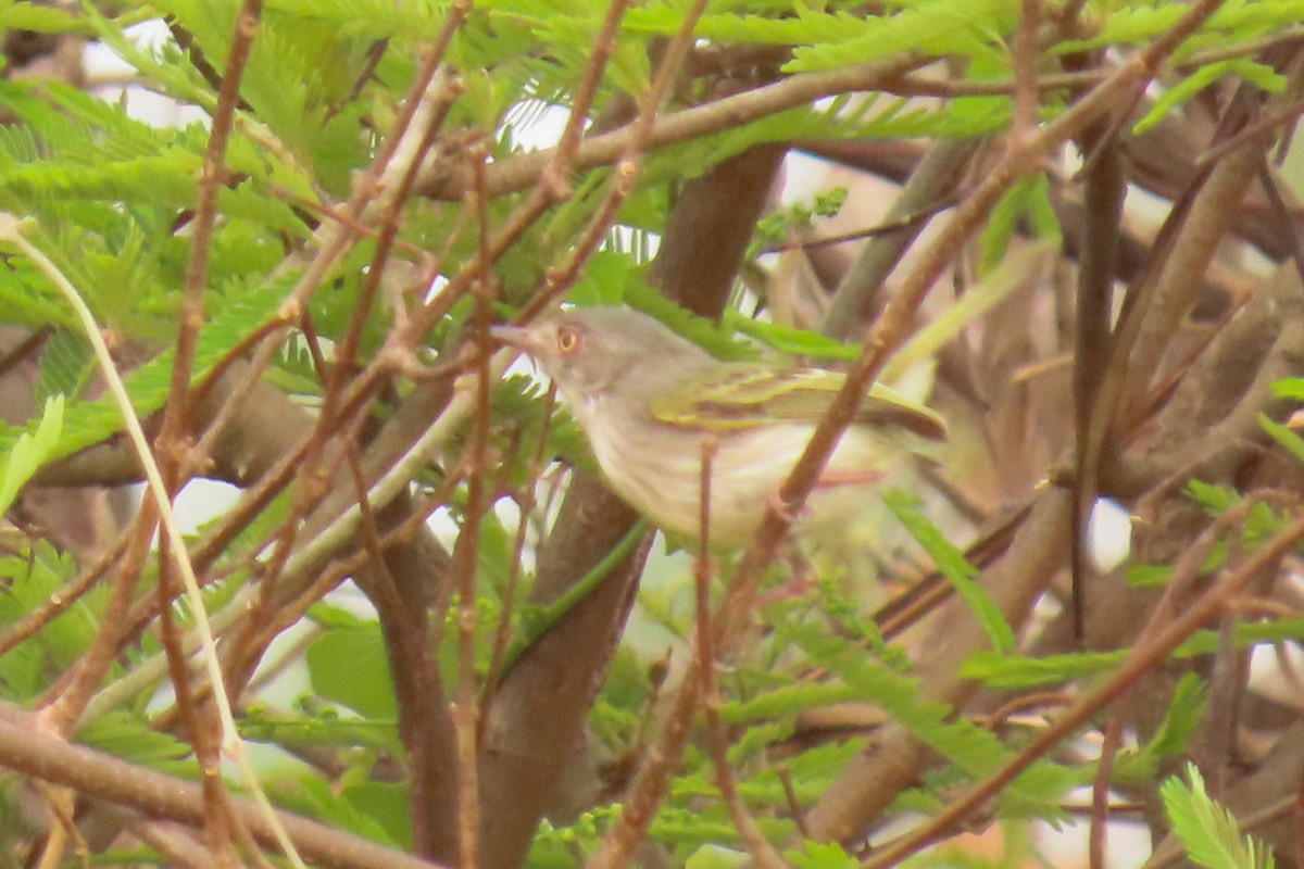Pearly-vented Tody-Tyrant - ML642665214
