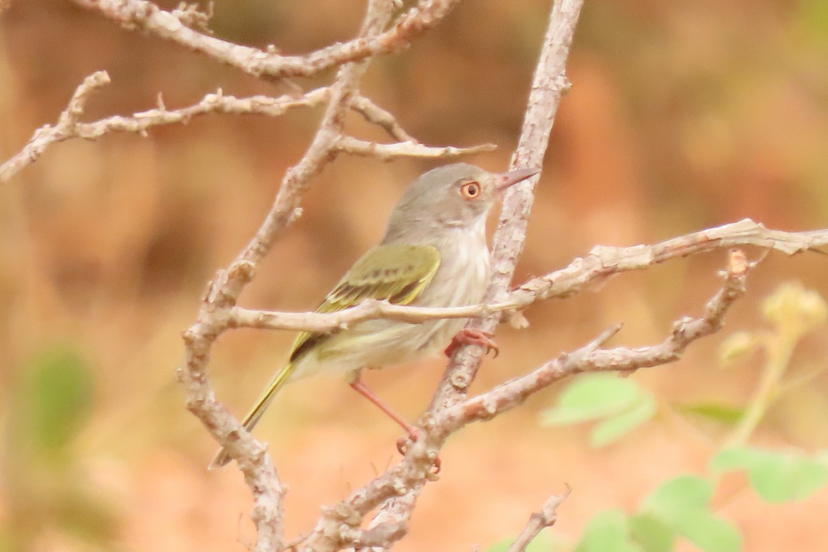 Pearly-vented Tody-Tyrant - ML642665215