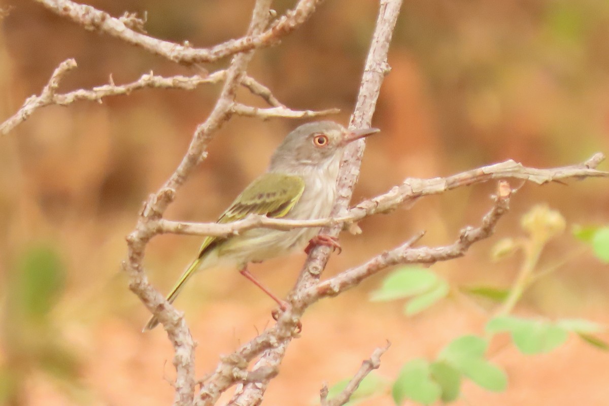Pearly-vented Tody-Tyrant - ML642665216