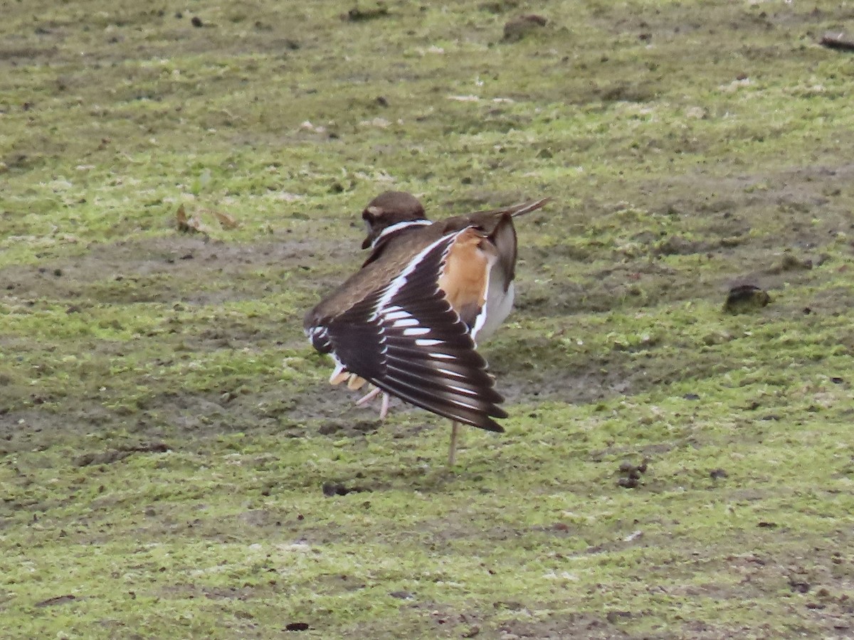 Killdeer - ML642665217
