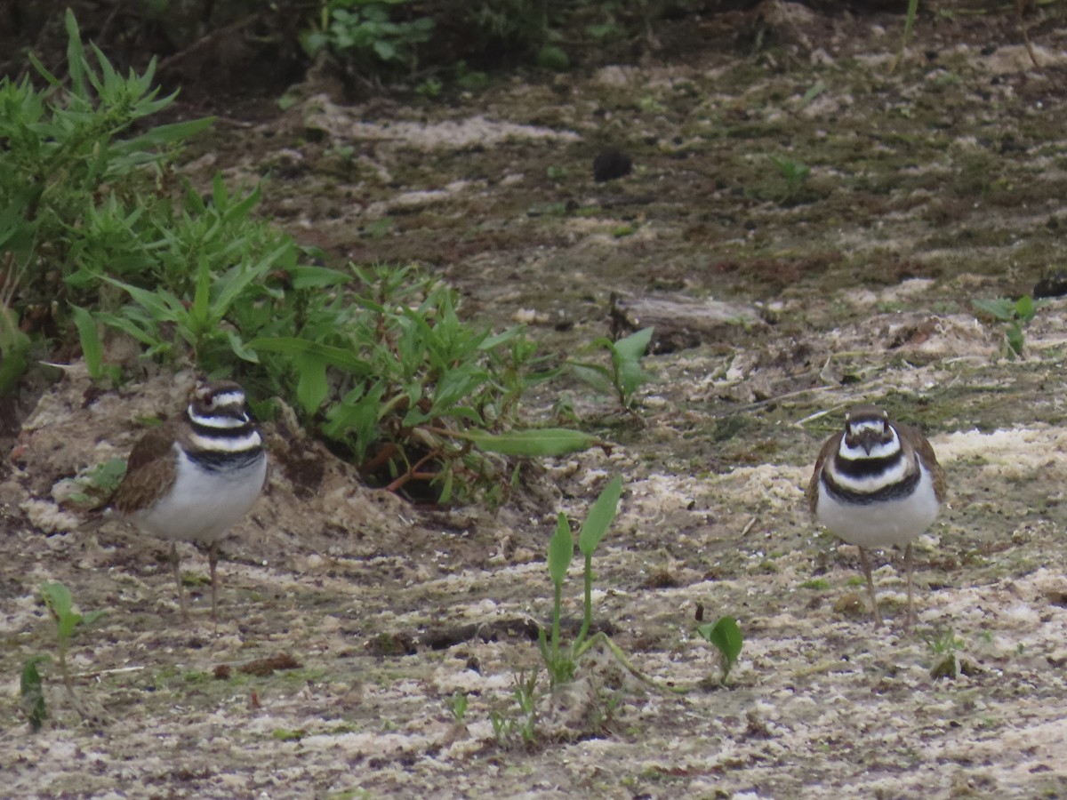 Killdeer - ML642665218