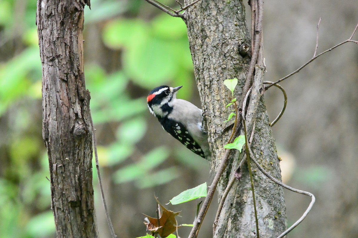 Downy Woodpecker - ML642665225