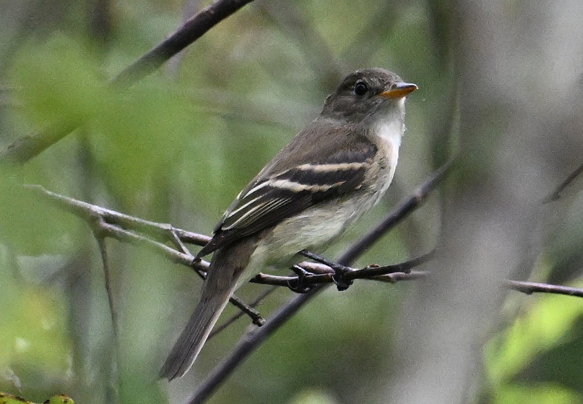 Alder Flycatcher - ML642665230