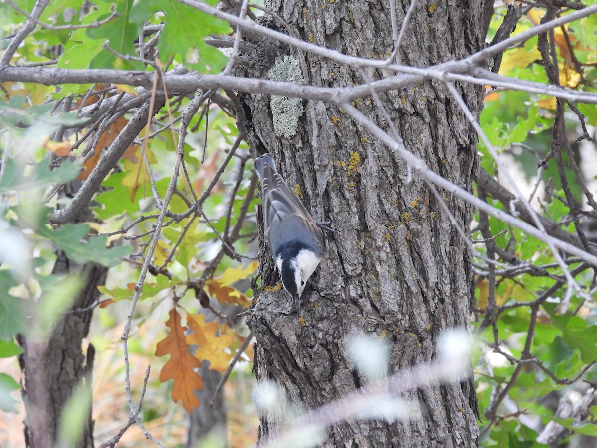 White-breasted Nuthatch - ML642665231