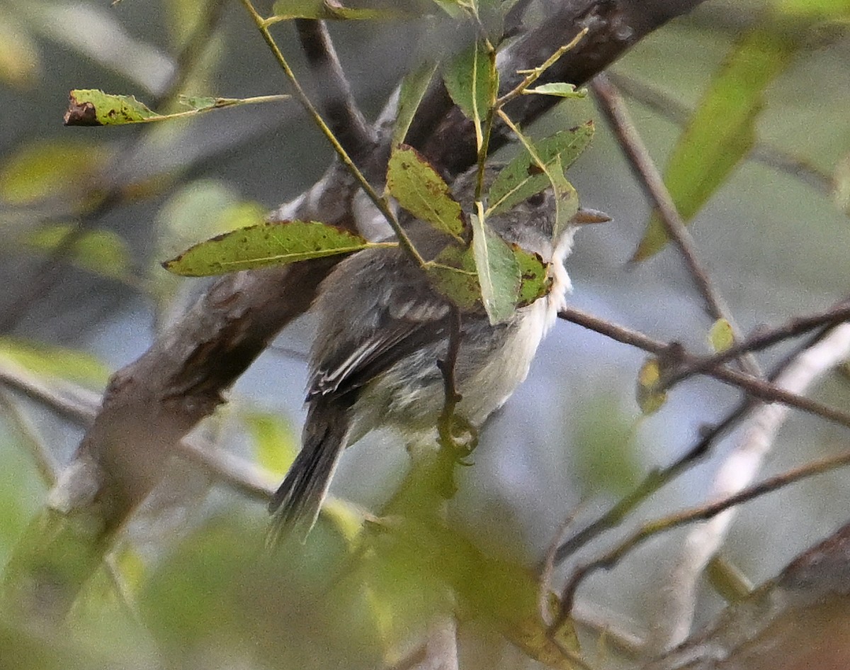 Mosquero Mínimo - ML642665247