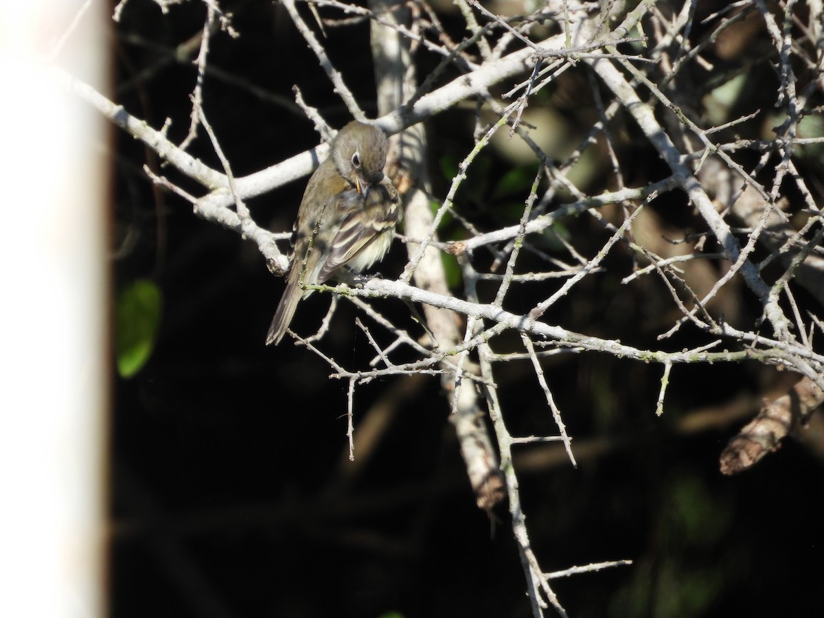 Mosquero Mínimo - ML642665251