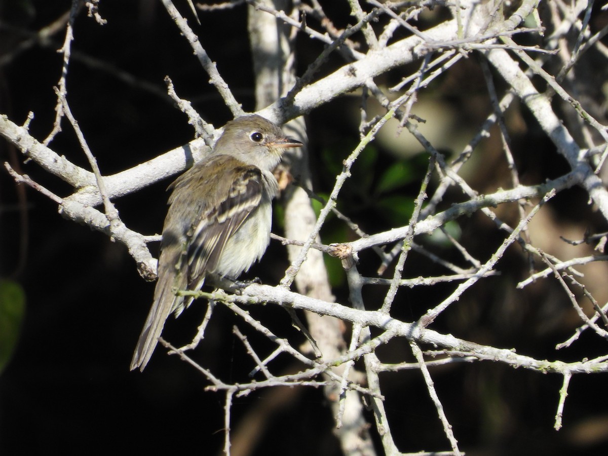 Mosquero Mínimo - ML642665252