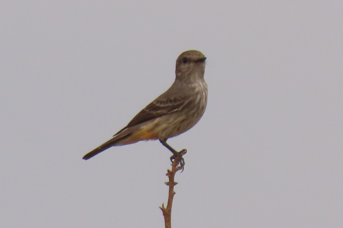 Vermilion Flycatcher - ML642665261