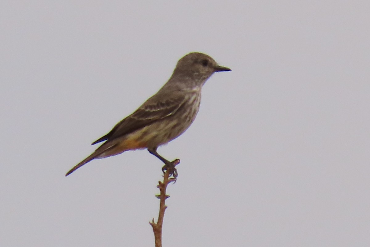 Vermilion Flycatcher - ML642665262